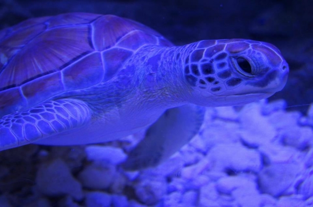  Sea turtles 
